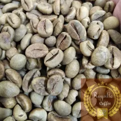 Robusta Bali 